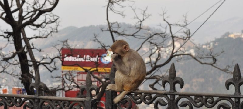 Monkeys from India Thrill Locals in Sindh with Playful Acts