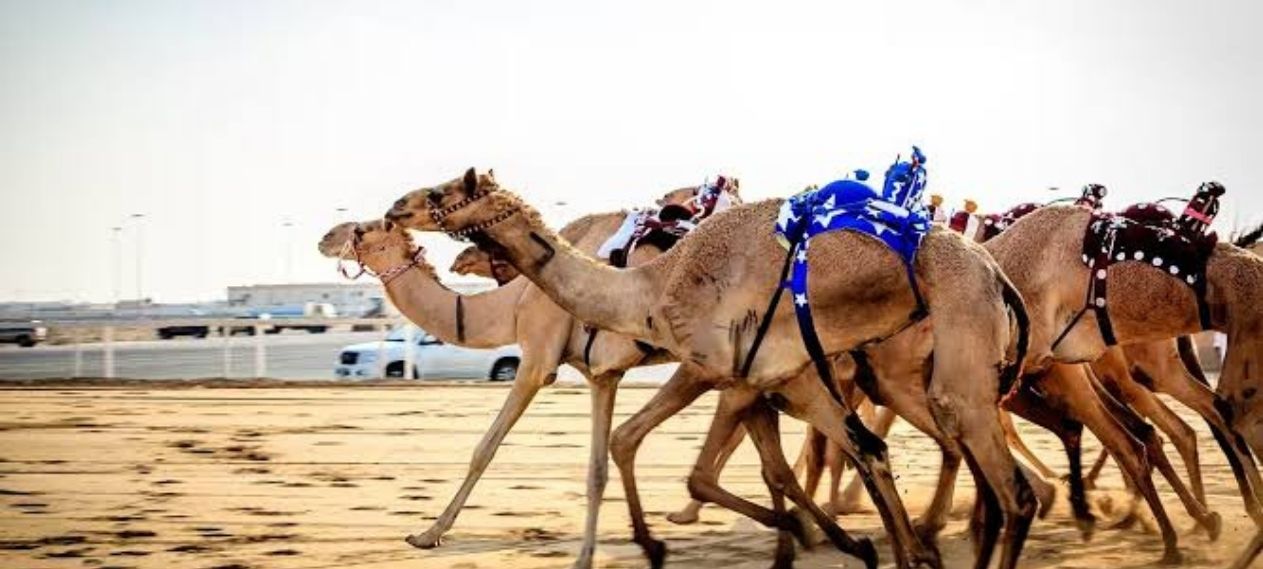 Pakistani Teen Wins Sheikh Mohammed Bin Zayed Camel Race in UAE