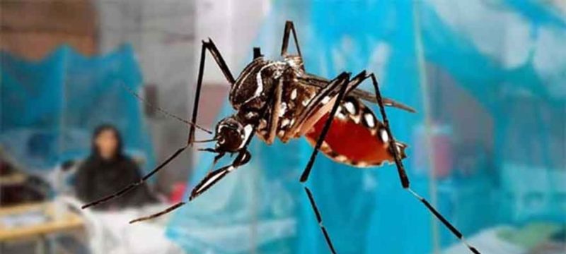 Punjab Reports 12 New Dengue Cases in 24 Hours