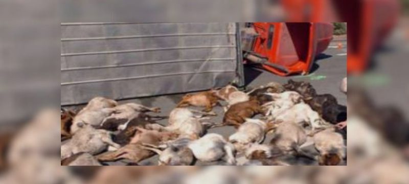 Over 300 Goats Killed in Trailer Accident Near Nawabshah Toll Plaza
