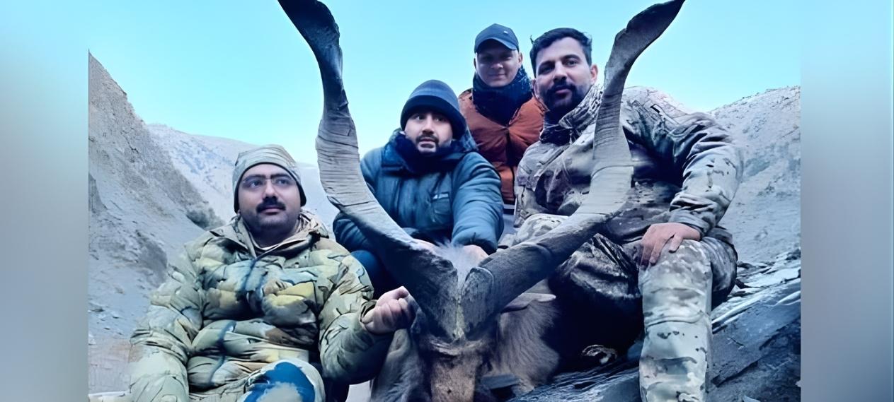 Pakistan Hunter Rs7.56 Crore Paid To Hunt Rare Kashmiri Markhor In Pakistan
