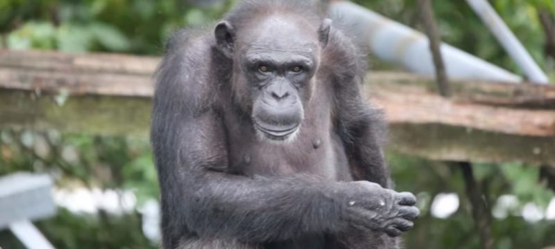 Japanese Chimpanzee Passes Away at 49, Remembered for Extraordinary Intelligence