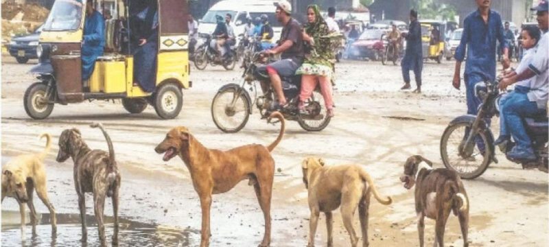 Karachi Residents Fear Spike in Dog Bites Could Culling Be the Next Step