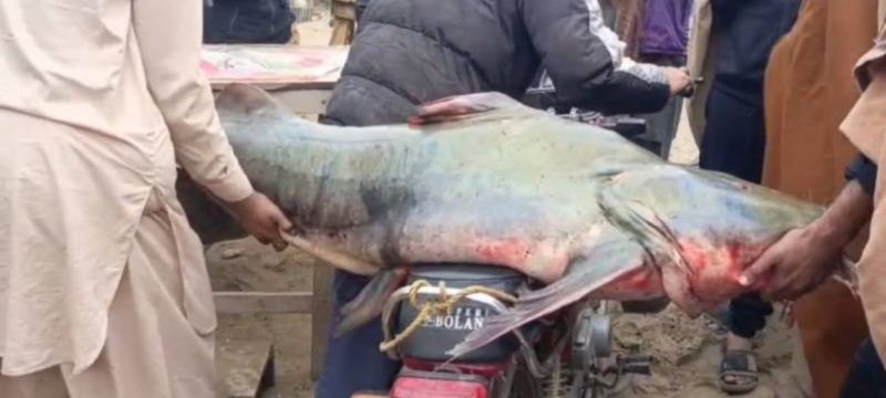 Massive 102kg Fish Caught in Narowal, Fisherman Puts Price at Rs200,000