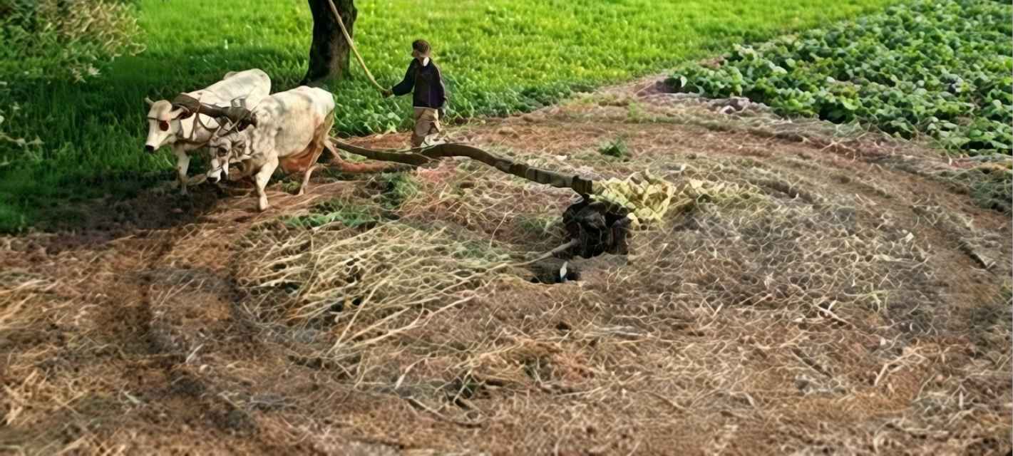 Punjab Launches ‘Apna Khet Apna Rozgar’ To Boost Jobs