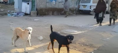 Pack of Stray Dogs Attack Residents in Usta Muhammad, 35 Injured