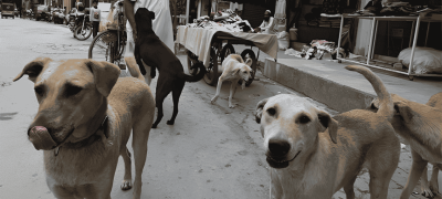 Stray Dogs Stop Robbery Attempt in Karachi’s Steel Town