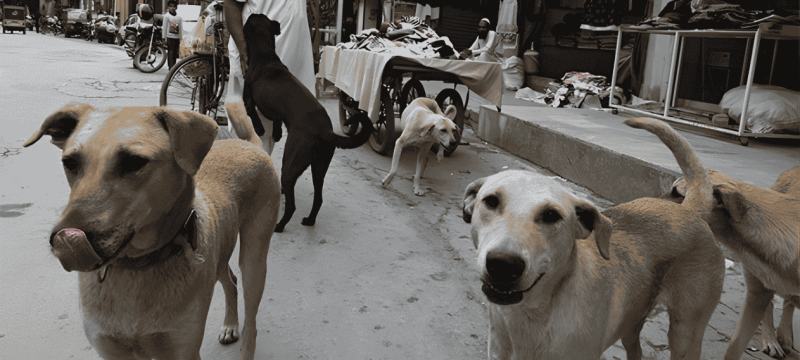 Stray Dogs Stop Robbery Attempt in Karachi’s Steel Town