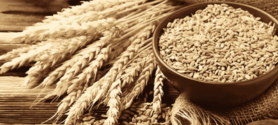 Punjab Government Announces Rs3,500 Price For 40kg Wheat