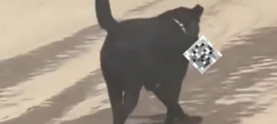 Sh0cking Incident: Dog Steals Human Leg from Hospital in India