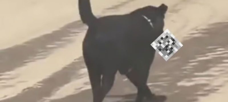 Sh0cking Incident: Dog Steals Human Leg from Hospital in India