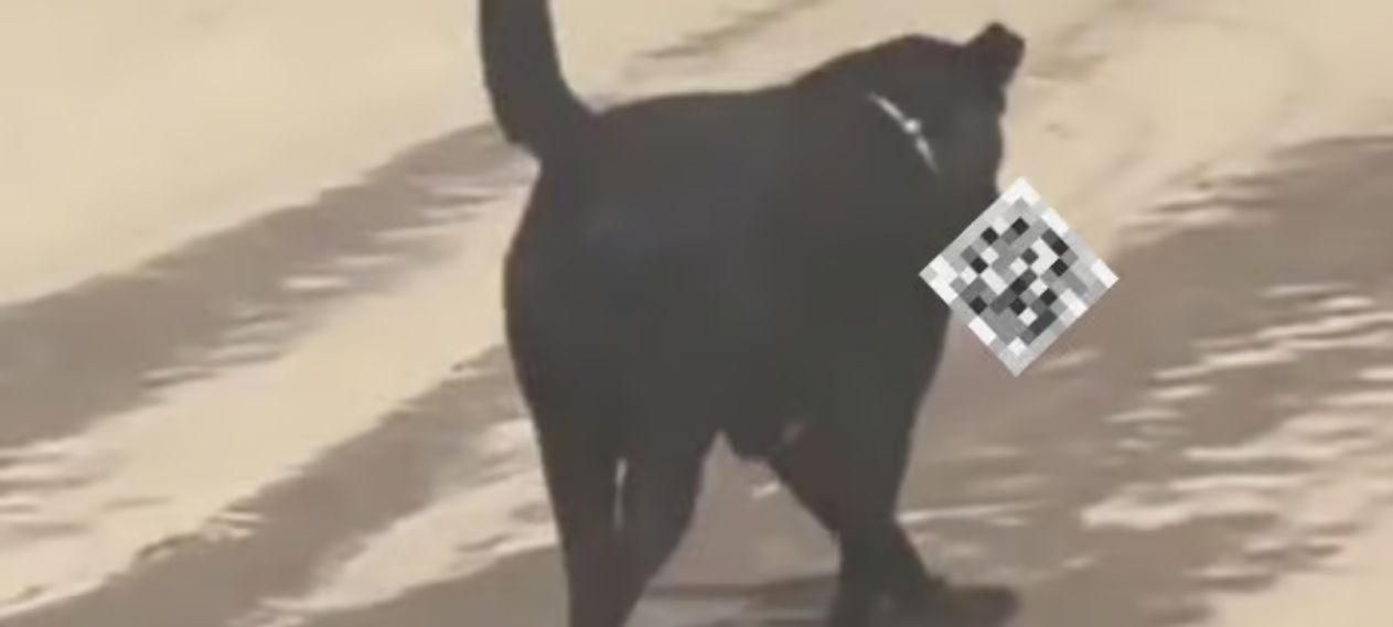 Sh0cking Incident: Dog Steals Human Leg from Hospital in India