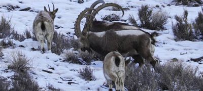 Hunter Bags Rare Himalayan Ibex in Upper Chitral Trophy Hunt