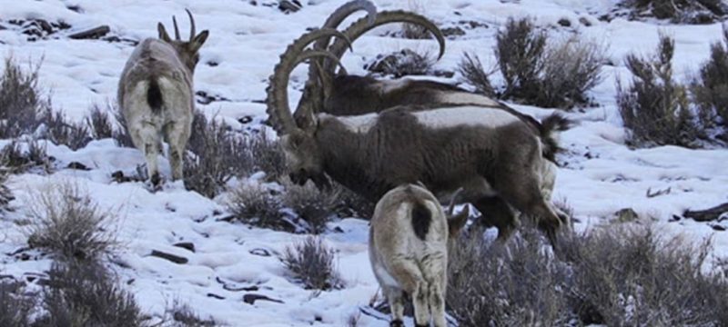 Hunter Bags Rare Himalayan Ibex in Upper Chitral Trophy Hunt