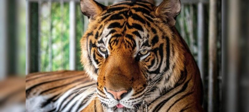 Deadly Virus and Bacterial Infection Kill 72 Tigers in Thailand