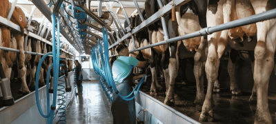 UK Dairy Farmers Struggle As Milk Prices Plunge