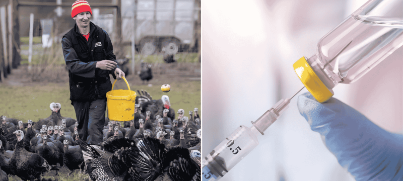 UK Begins Bird Flu Vaccine Trials in Turkeys To Curb Outbreaks