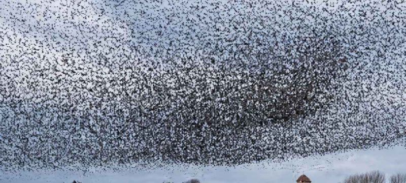 Mass Bird Swarms Over Israel Said to Confuse Military Aviation Systems