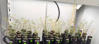 Scientists Successfully Grow Chickpeas in Simulated Moon Soil