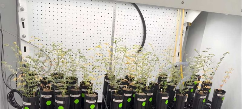 Scientists Successfully Grow Chickpeas in Simulated Moon Soil