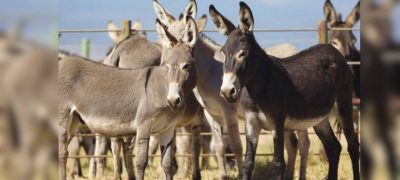 ECC Approves Donkey Export From Gwadar Slaughterhouse In Major Decision