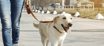 Punjab Makes Pet Dog Registration Mandatory, issues official Form