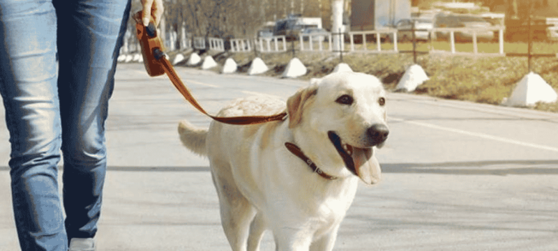Punjab Makes Pet Dog Registration Mandatory, issues official Form