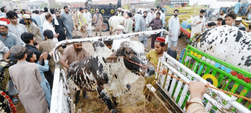 Goat And Bull Prices Rise Ahead of Eid-ul-Azha in Pakistan