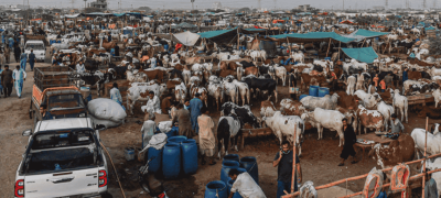 Congo Virus Advisory Issued Ahead of Eid ul Adha 2026