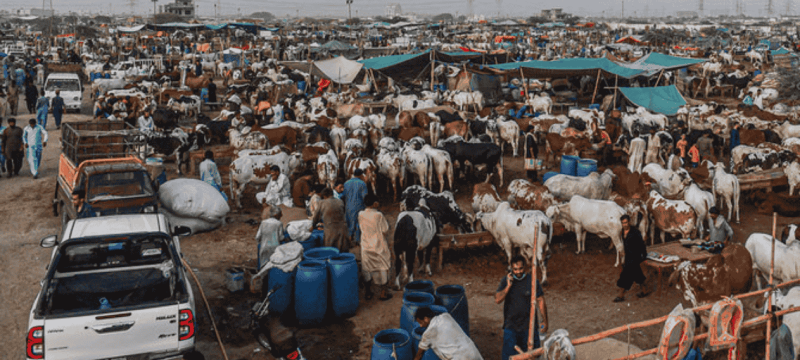 Congo Virus Advisory Issued Ahead of Eid ul Adha 2026