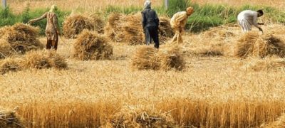Sindh Government Announces Wheat Support Price for This Season