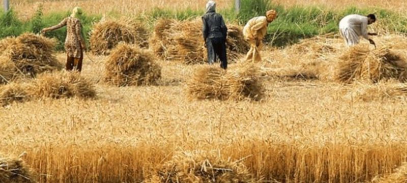Sindh Government Announces Wheat Support Price for This Season