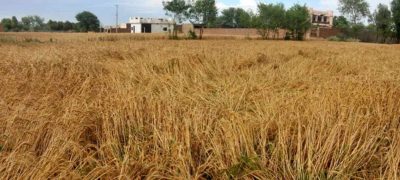 Unusual Weather Damages Wheat Crop in South Punjab