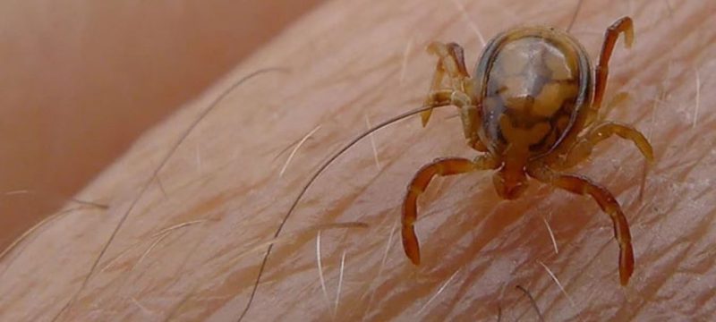 Congo virus claims life of teenager in Karachi as health alerts issued