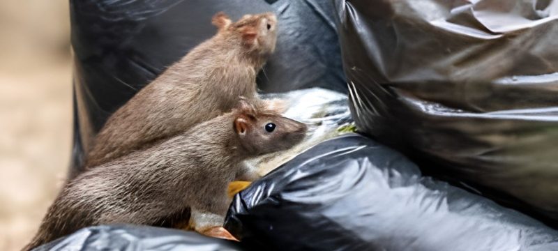 Rats and Disease Outbreak Worsens in Gaza as Displaced Families Face Severe Living Conditions