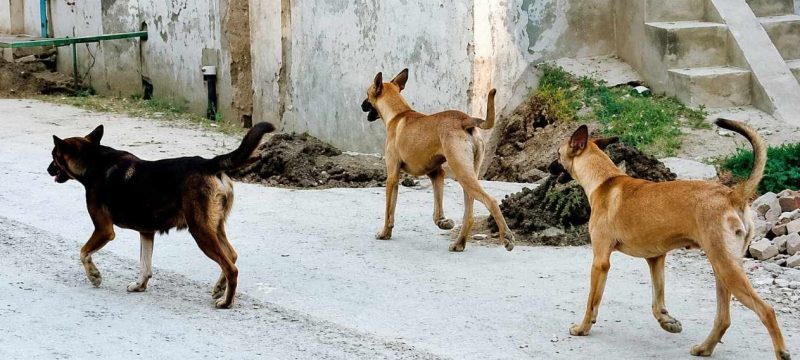 IHC Permanently Bans Killing of Stray Dogs in Islamabad, Orders Humane Population Control