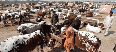 Lahore To Set Up Five Temporary Cattle Markets Next Week For Eid ul Adha