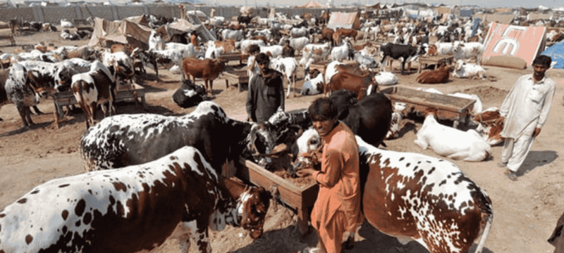 Lahore To Set Up Five Temporary Cattle Markets Next Week For Eid ul Adha