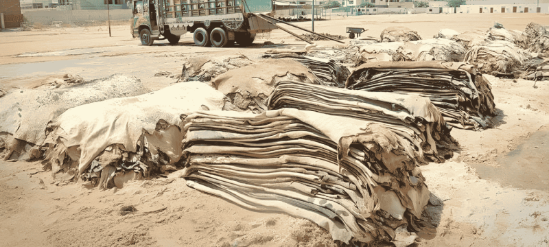 Sindh Announces Guidelines For Hides Collection Ahead of Eidul Adha 2026