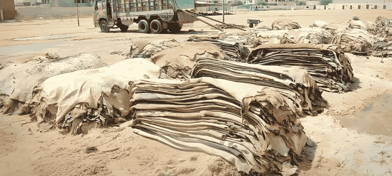 Sindh Announces Guidelines For Hides Collection Ahead of Eidul Adha 2026