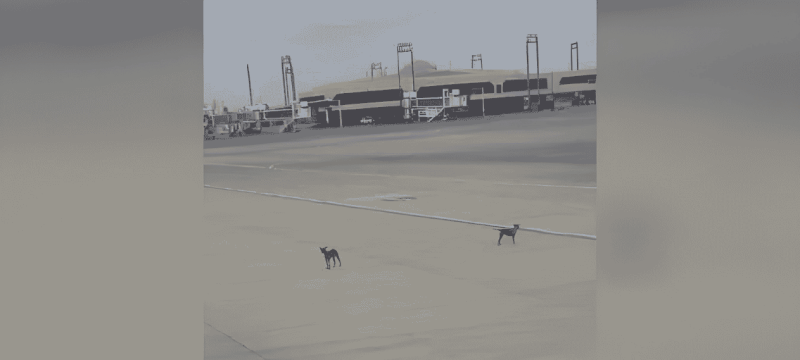 Dog Spotted On Karachi Airport Runway Delays Flight Briefly