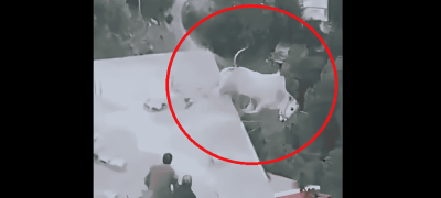 Murree Residents Shocked As Qurbani Bull Climbs Rooftop, Survives Serious Injuries