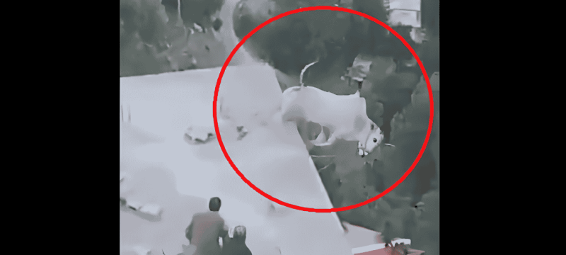 Murree Residents Shocked As Qurbani Bull Climbs Rooftop, Survives Serious Injuries