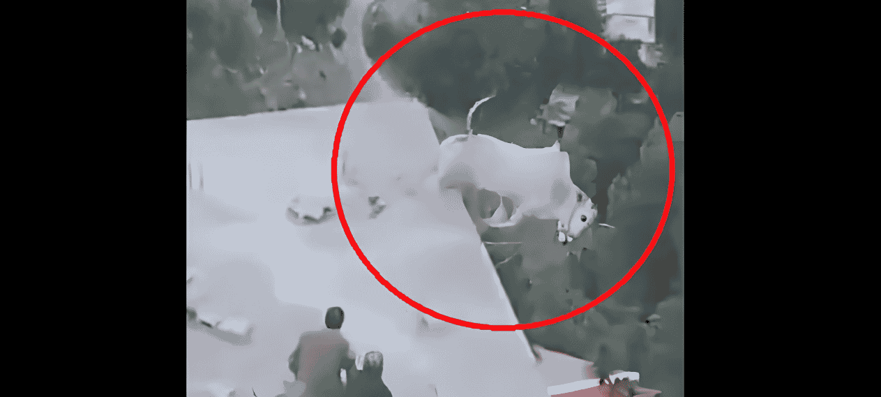 Murree Residents Shocked As Qurbani Bull Climbs Rooftop, Survives Serious Injuries