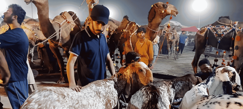 Tensions Rise in Mumbai Amid Eid-ul-Azha Dispute Over Sacrificial Animals