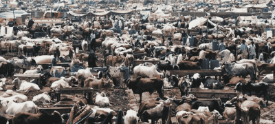 Five Cattle Markets To Be Established in Karachi Ahead of Eidul Azha 2026