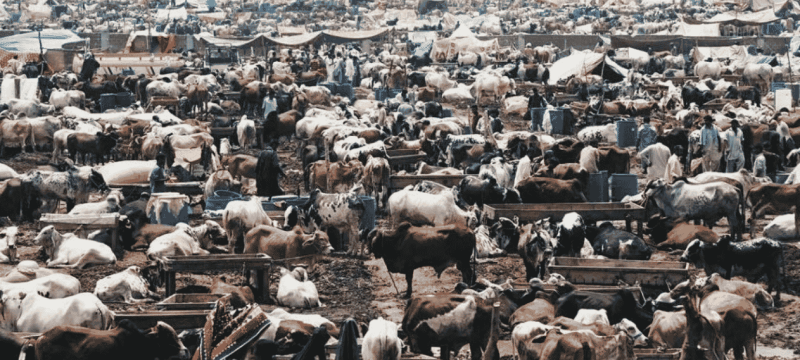 Five Cattle Markets To Be Established in Karachi Ahead of Eidul Azha 2026