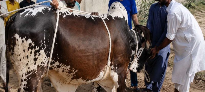 Karachi Announces Official Qasai Rates for Eidul Azha 2026