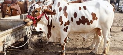 Six Cattle Markets to Be Established in Islamabad for Eidul Adha 2026