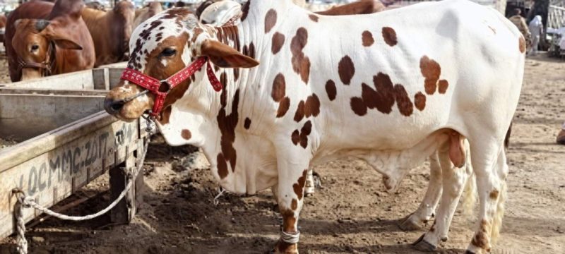 Six Cattle Markets to Be Established in Islamabad for Eidul Adha 2026